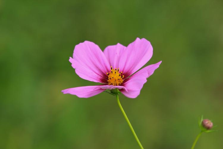 拍摄花卉一